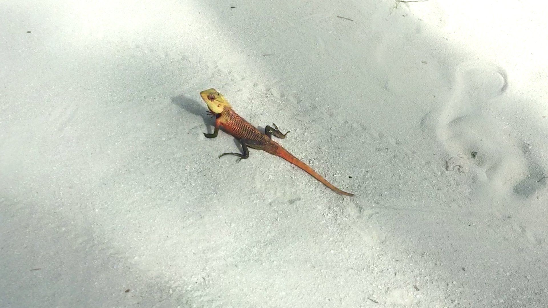 Nuotare con lo squalo balena alle Maldive