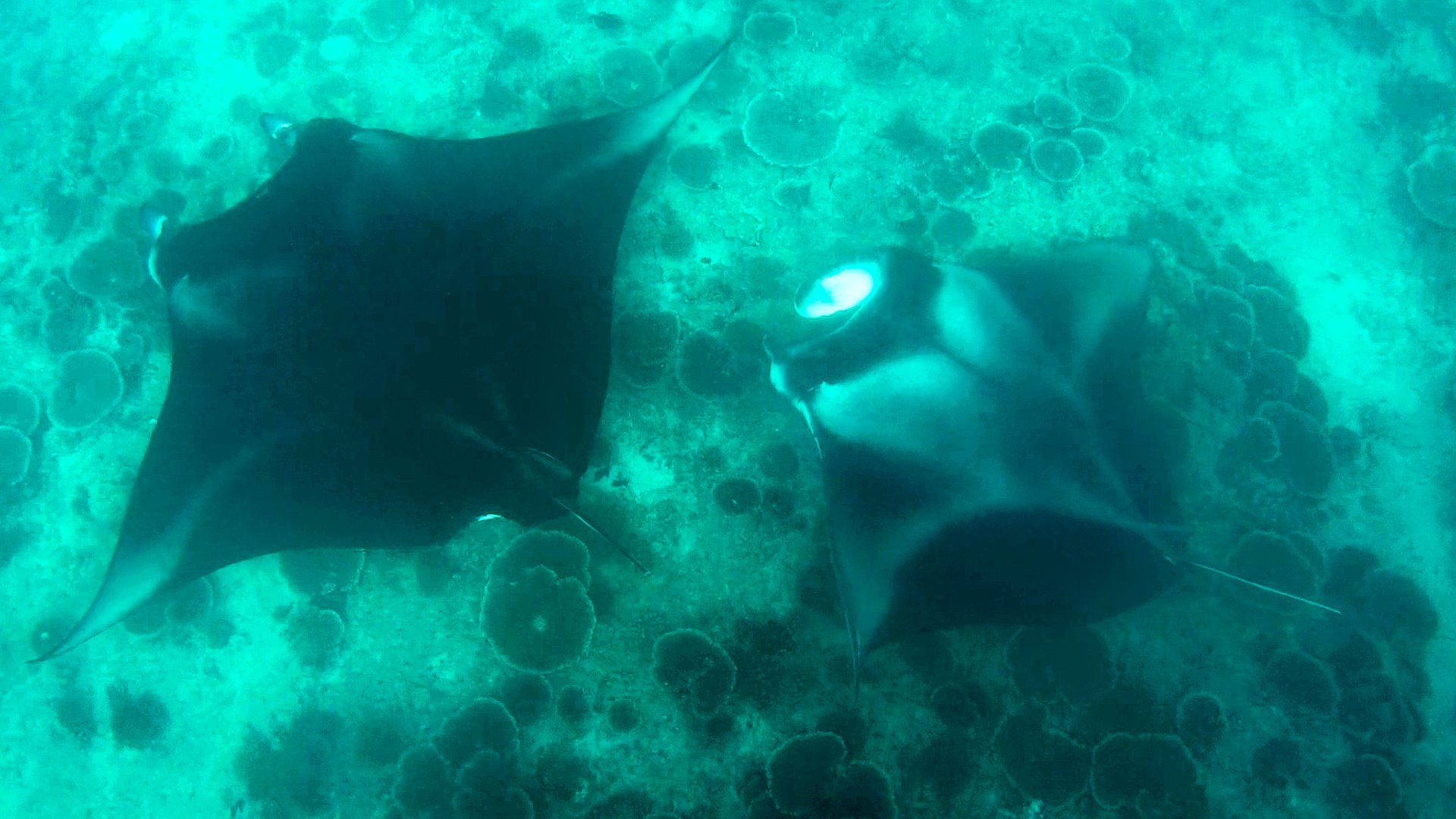 Mante Maldive
