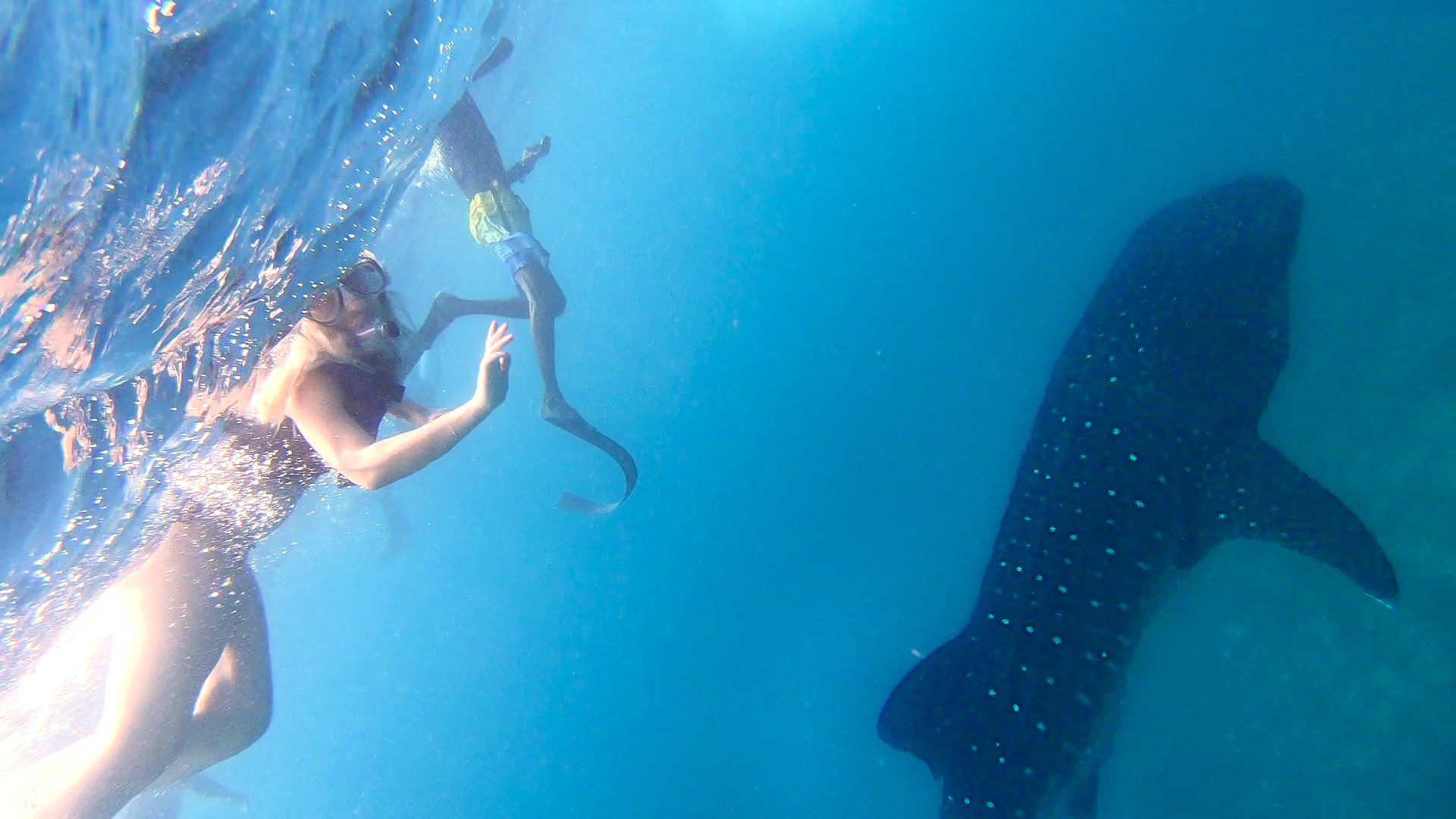Nuotare con squalo balena Maldive