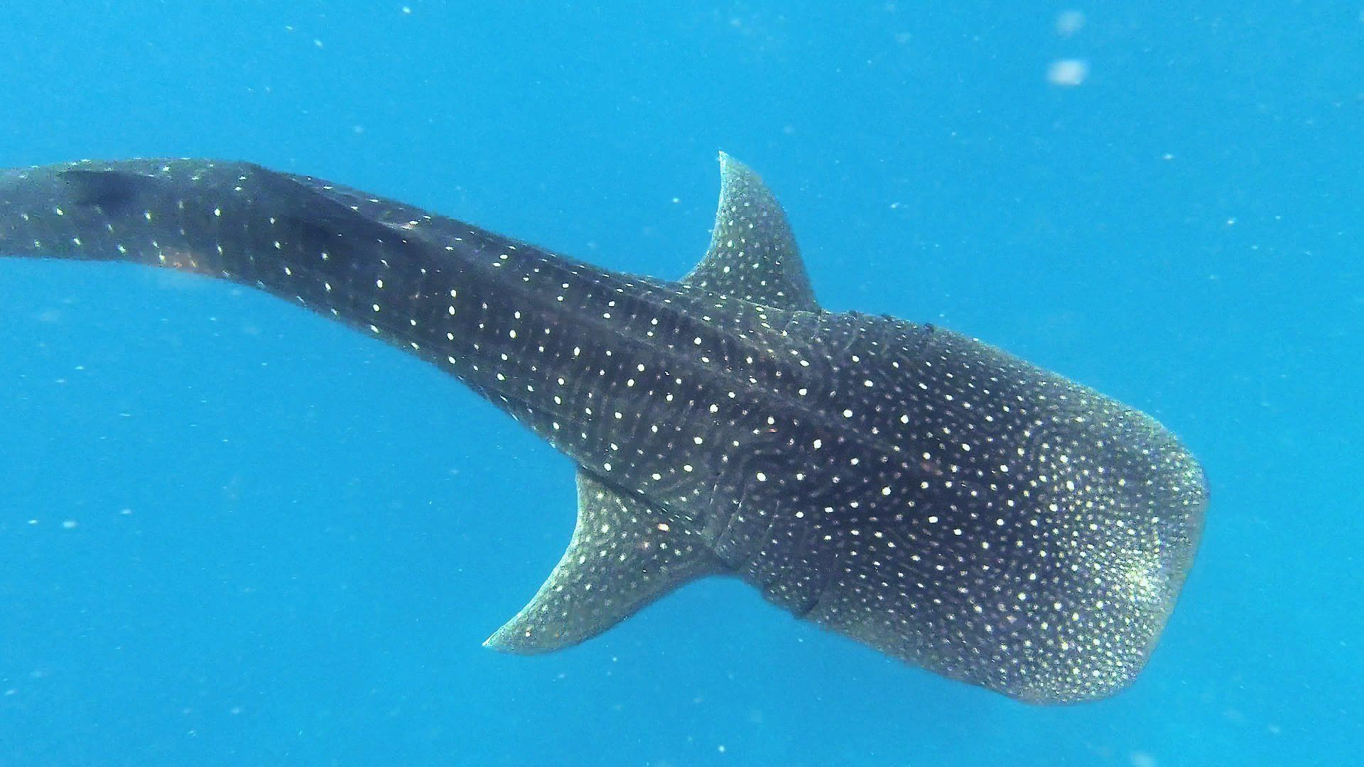 Nuotare con lo squalo balena alle Maldive