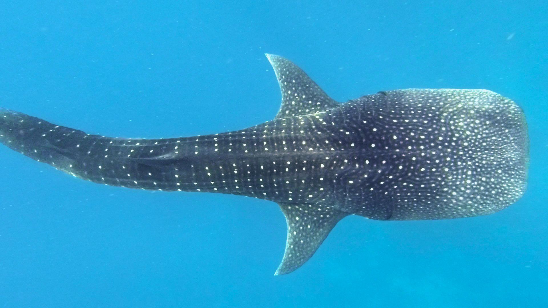 Squalo balena Maldive