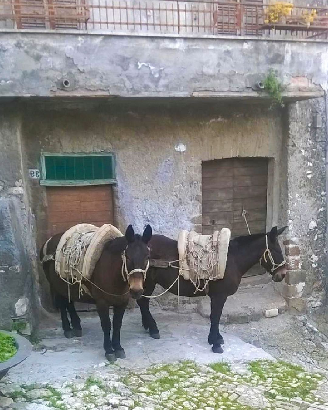 I muli di Artena