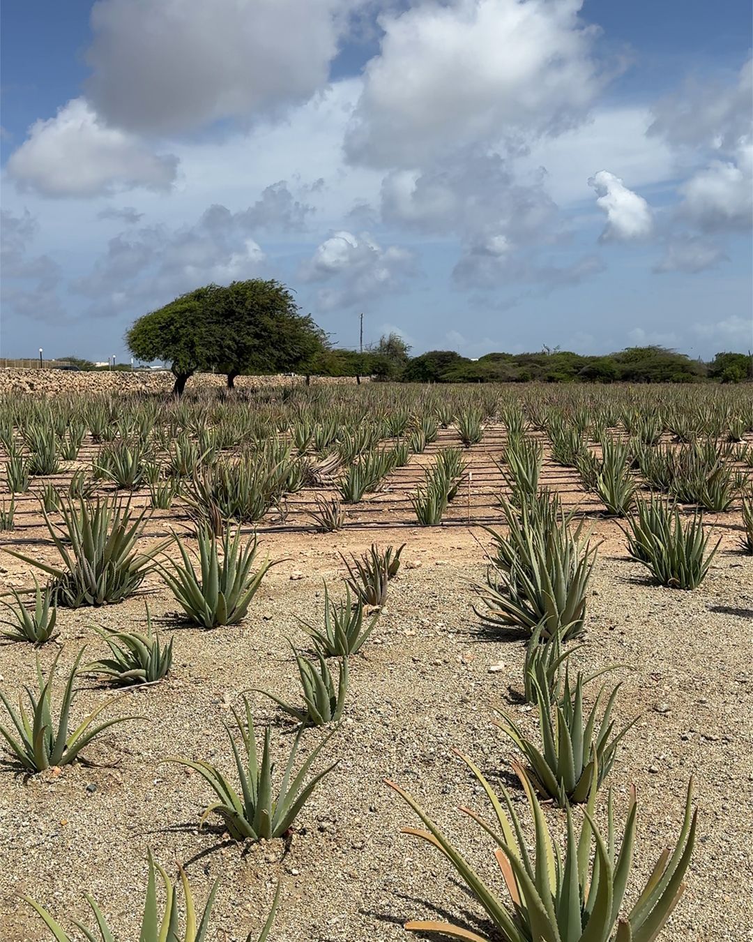Aruba Aloe Factory Museum and Store