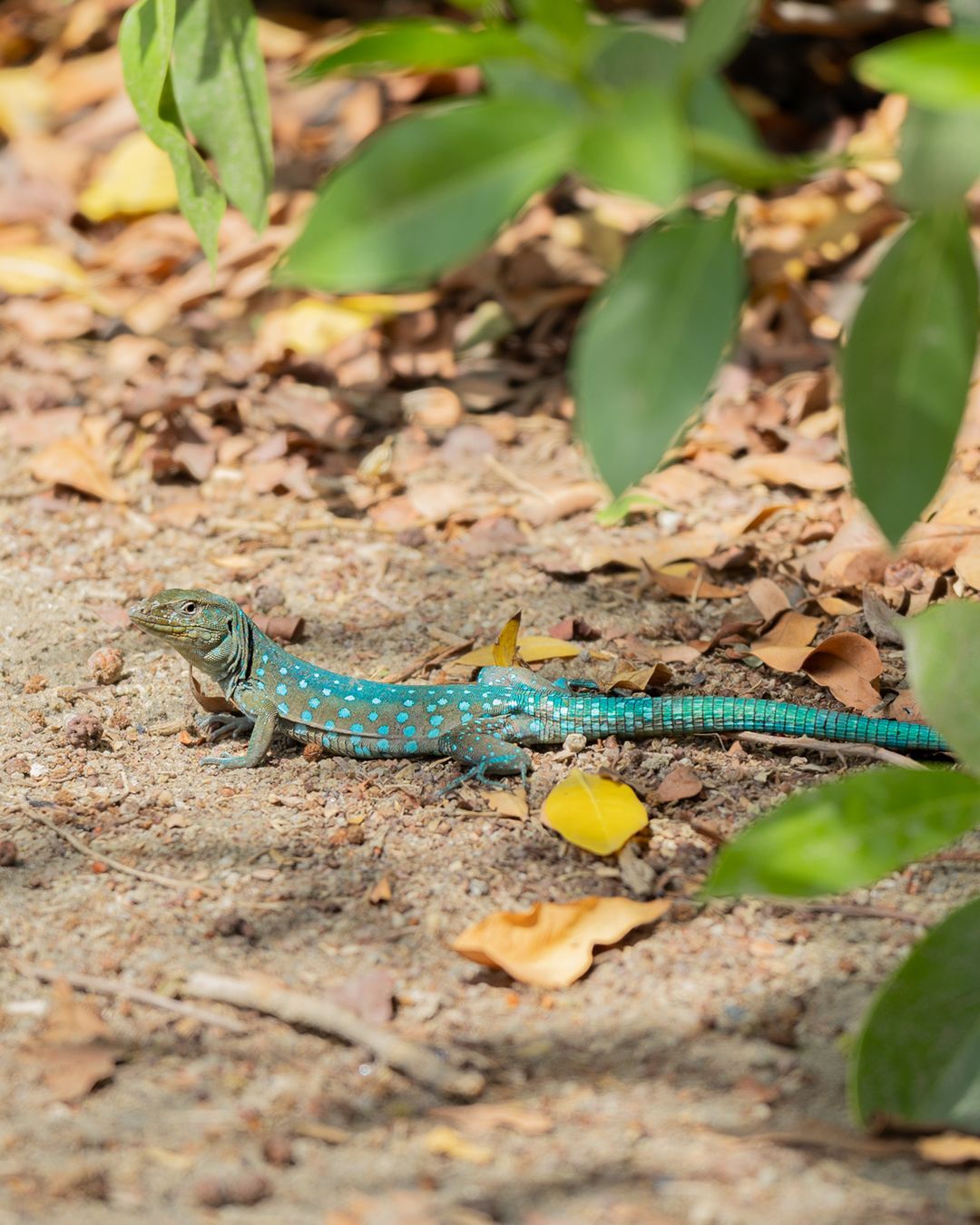 Cosa fare ad Aruba_il Bubali Bird Sanctuary