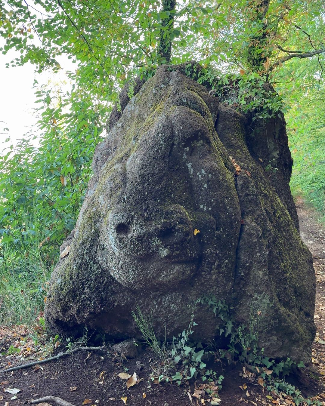 Roccia del Gorilla, Museo del Bosco