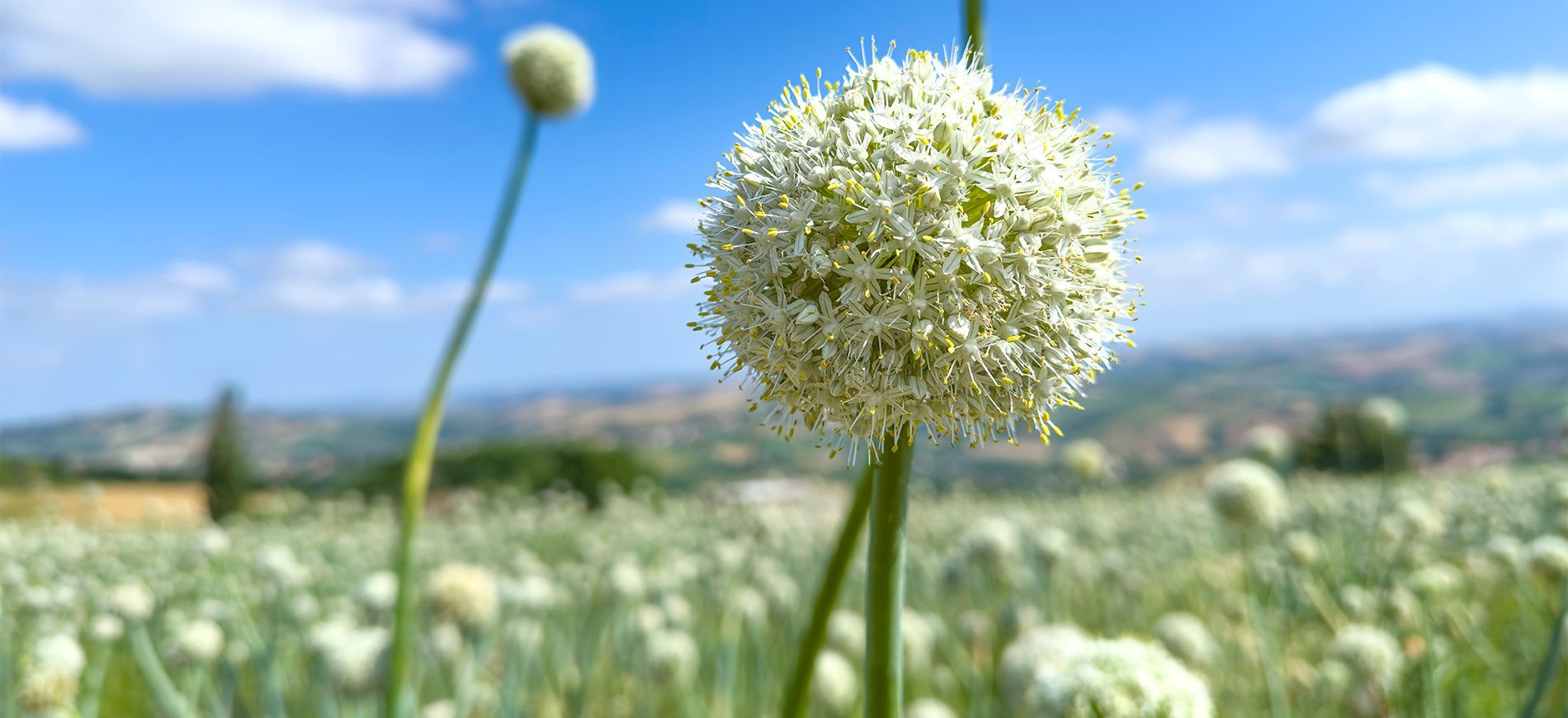 La fioritura della cipolla, una delle fioriture più belle da vedere in Italia.