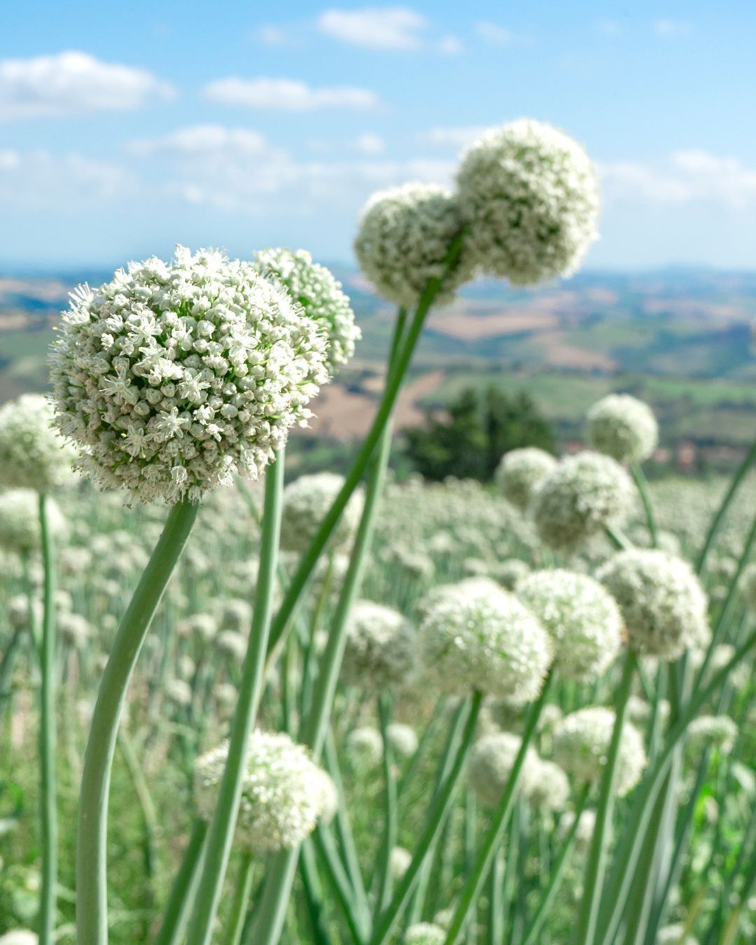 La fioritura della Cipolla, Marche