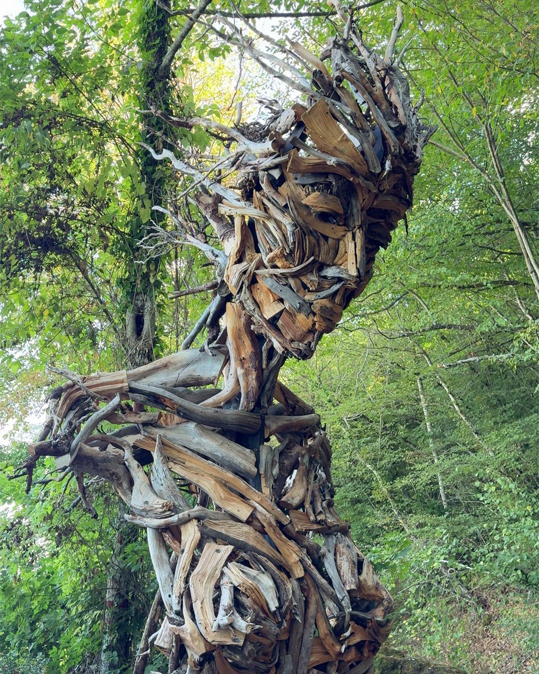 Flora, Museo del Bosco - Rocca di Papa