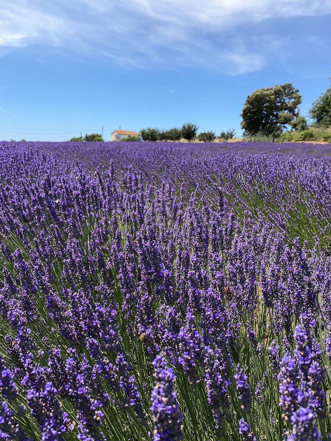 Lavanda nel Lazio