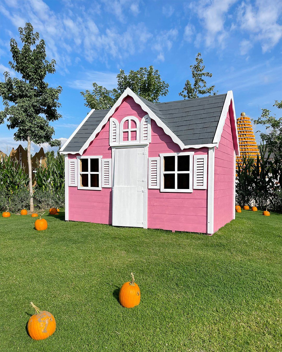 Pumpkin Patch Italia