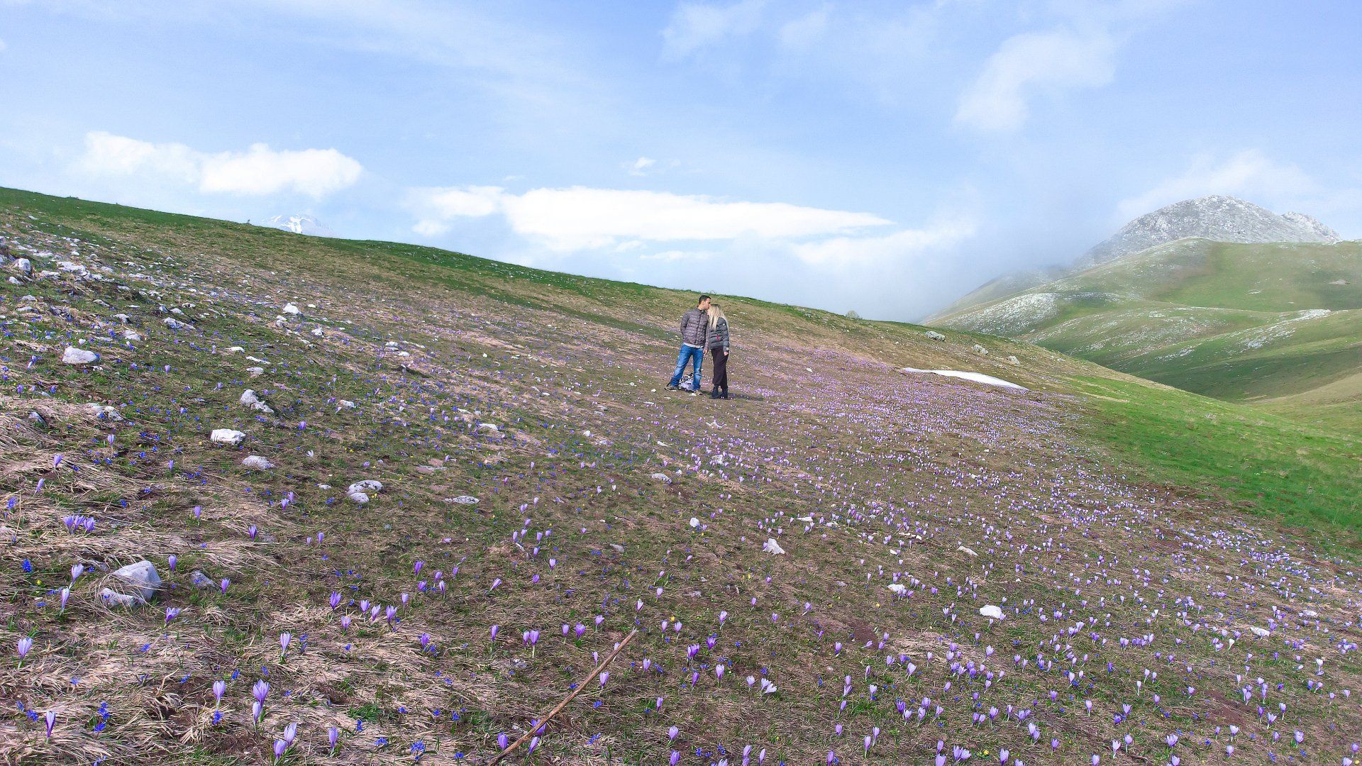 Fioritura Crocus Campo Imperatore