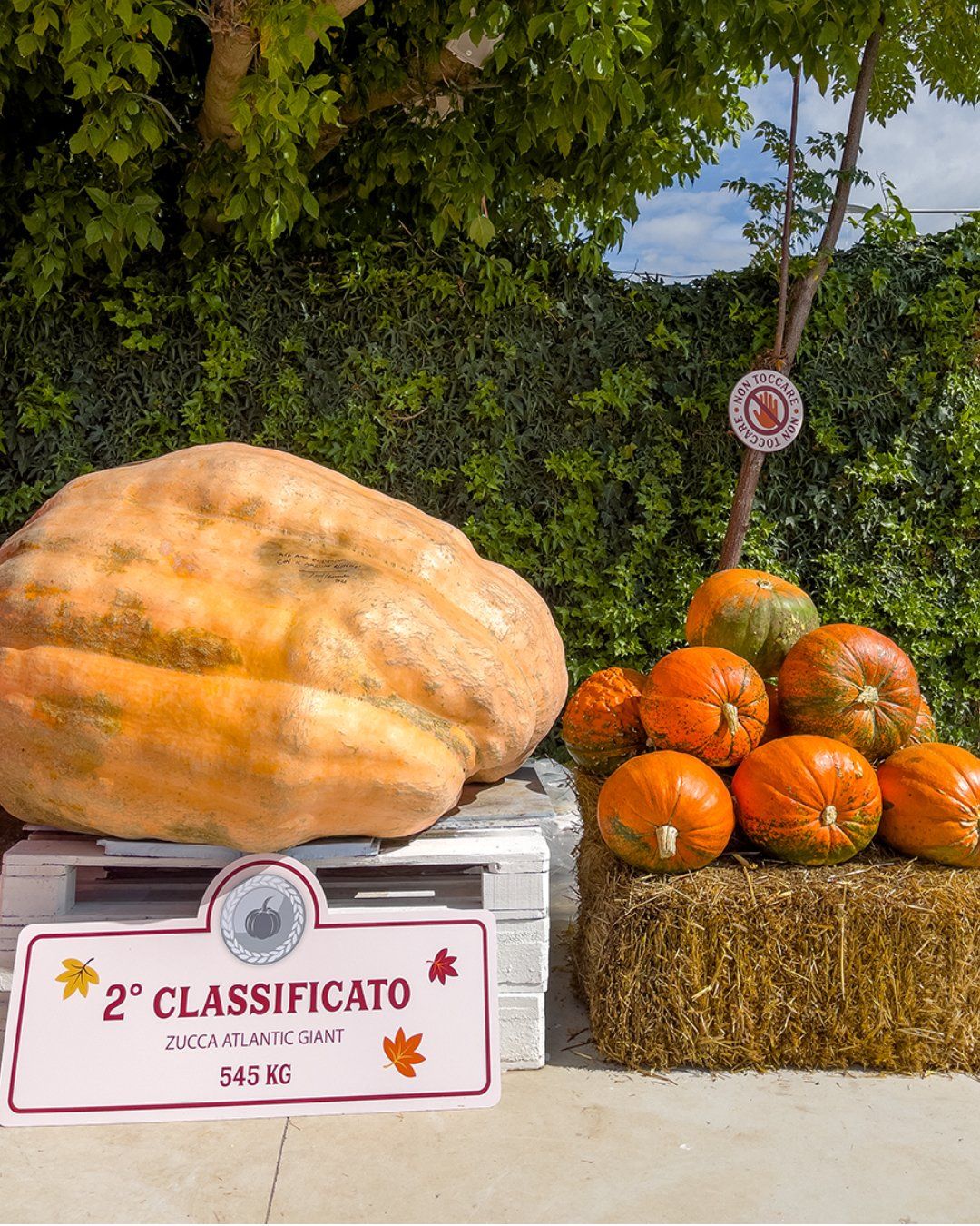 Pumpkin Patch il giardino dele zucche