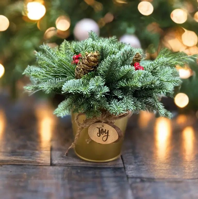 Douglas Cedar & Pine Joy Gift Pot