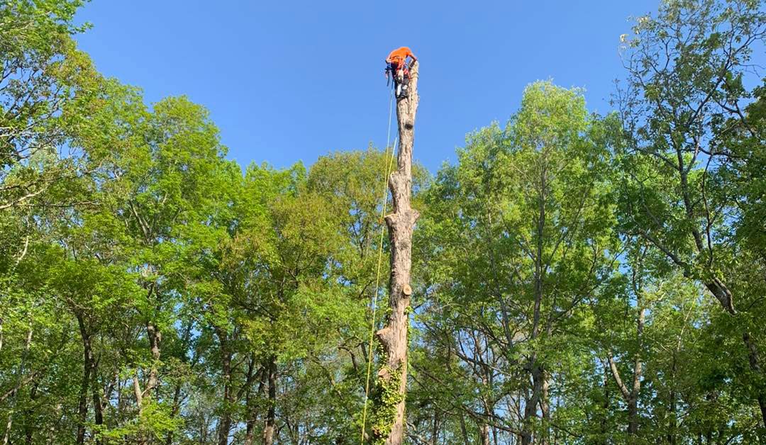 Tree Services Greensboro, NC Santos Hardscape & Tree Services LLC