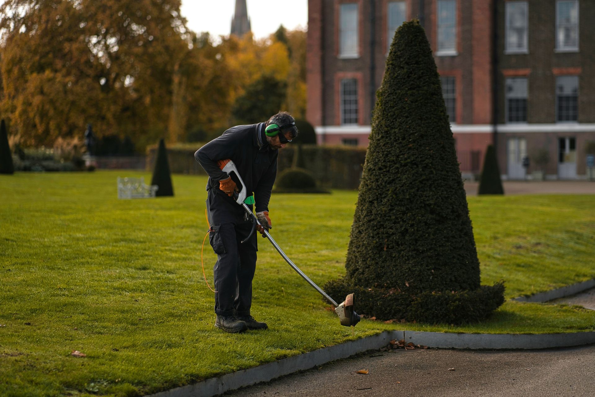 A groundskeeper uses a string trimmer to edge the grass around a conical topiary in a park near a brick building.