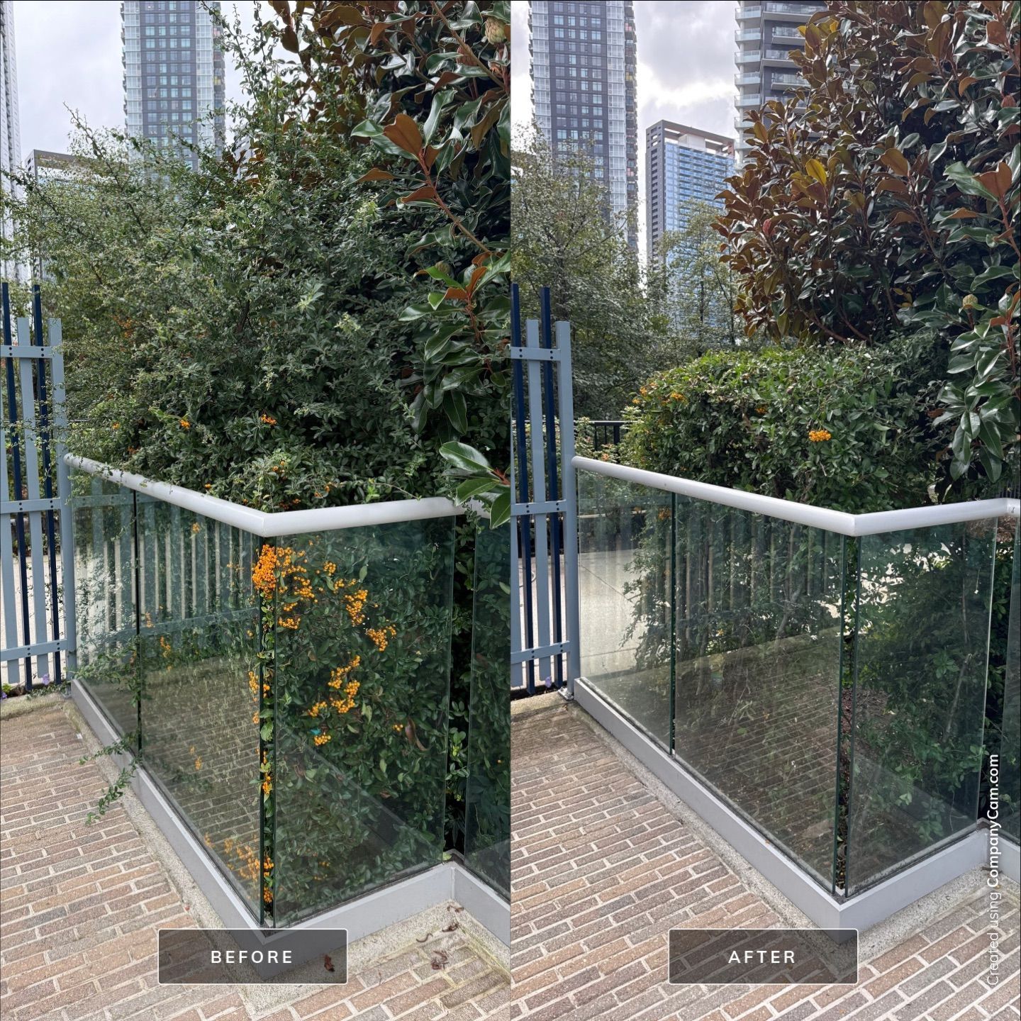 Before and after photos show a trimmed green bush behind a glass and metal railing in an urban setting.