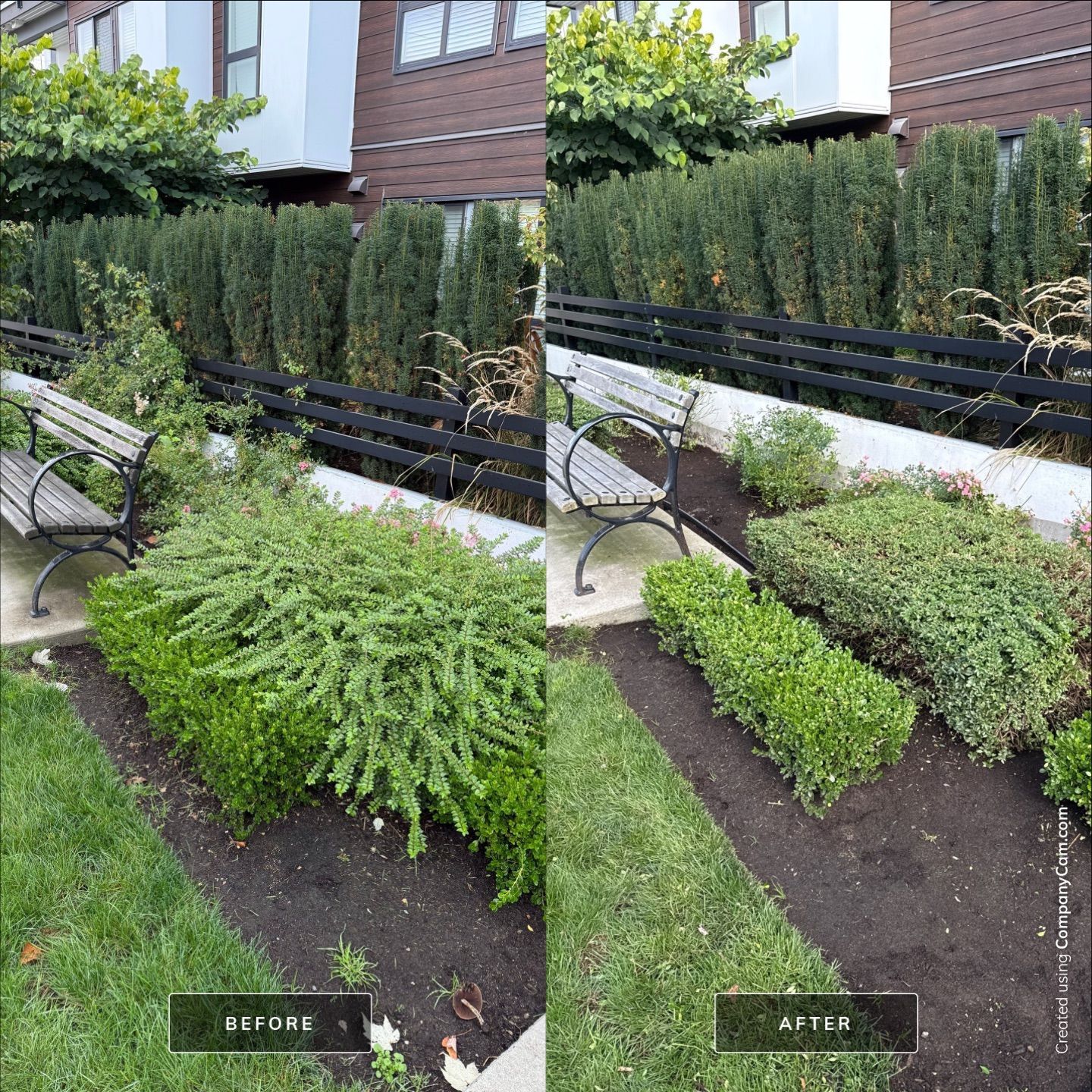 Before and after of a manicured garden bed with a bench, showing trimmed shrubs next to a dark fence.