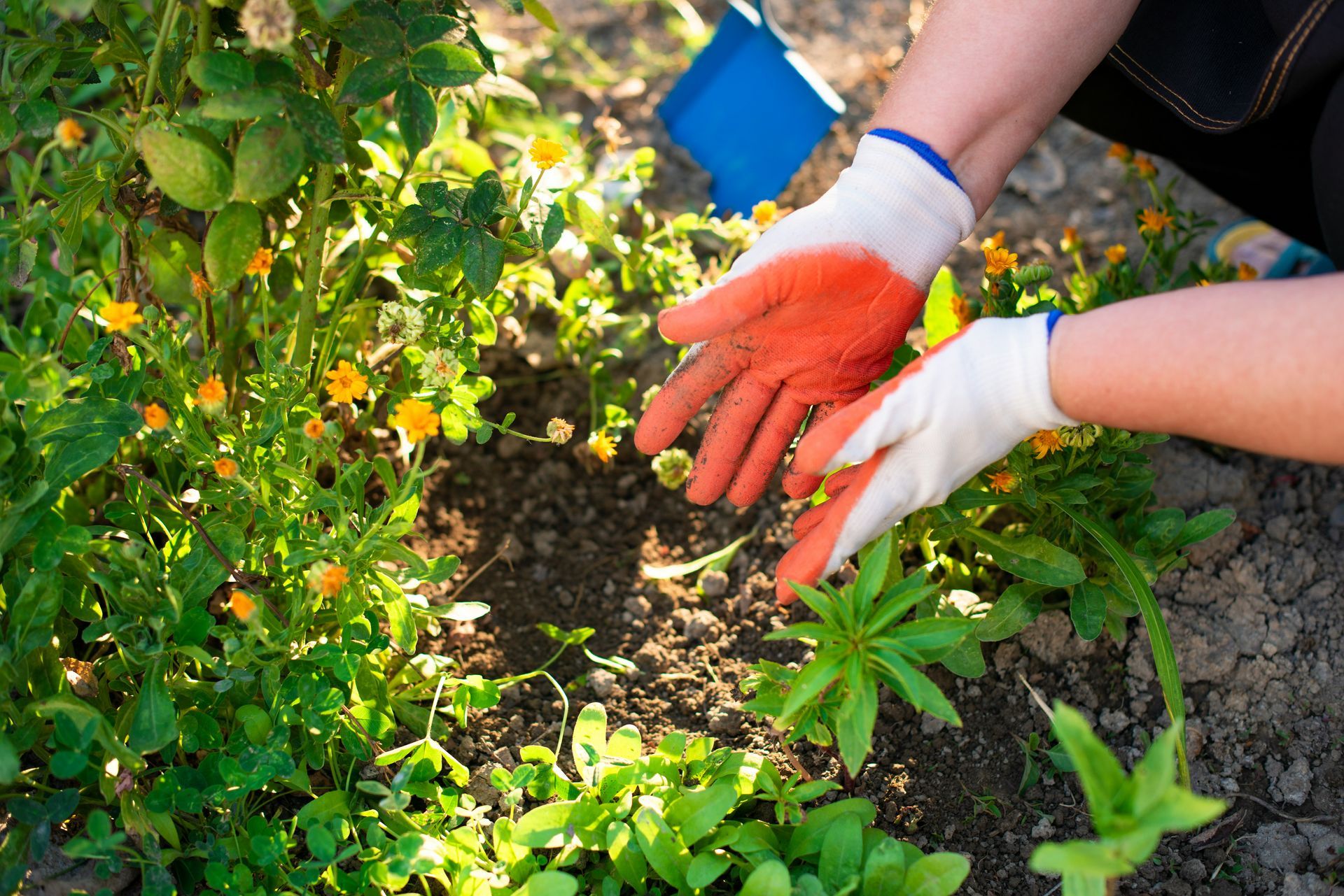 A person wearing orange and white gardening gloves holds their hands open over soil in a garden filled with yellow flowers.