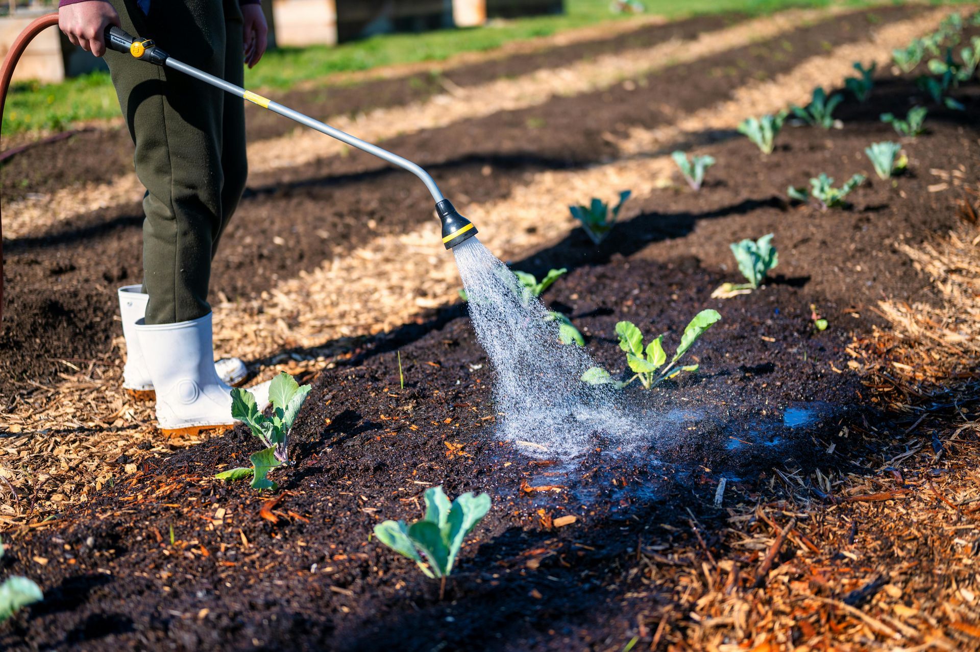 Person watering young plants in a garden bed with a spray wand.