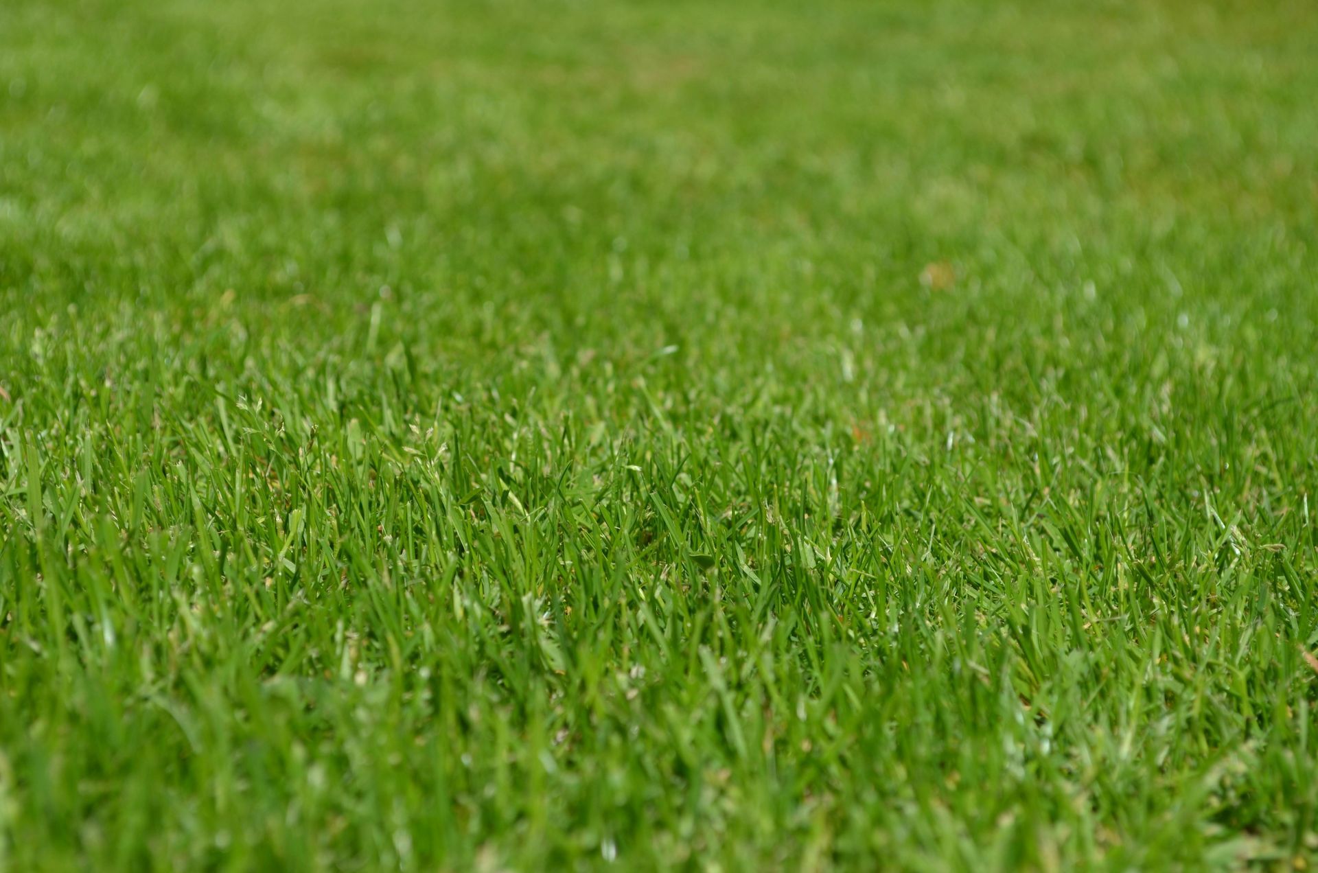 Green, textured close-up of a lawn, showing individual blades of grass.