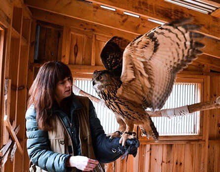 Rehabing Birds of Prey