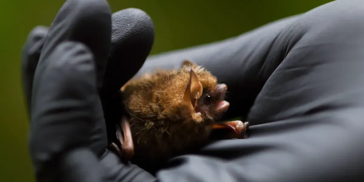 Bat Rehab