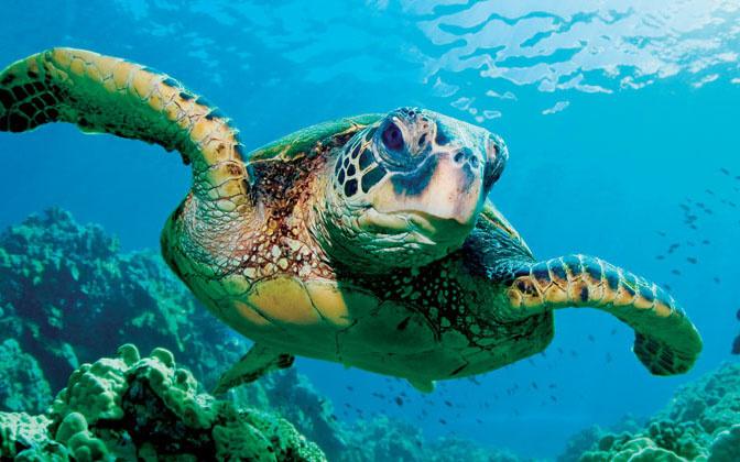 A Turtle at Peace!