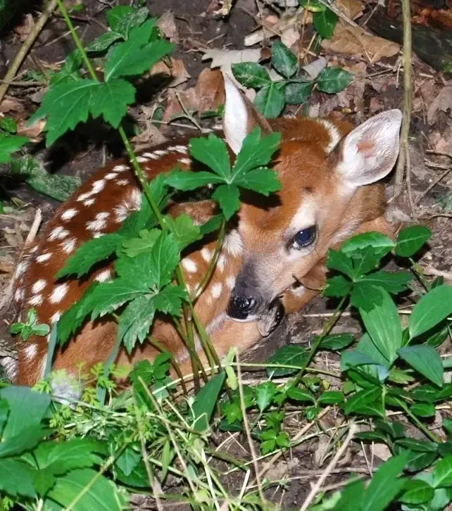A Child enjoying a Snack
