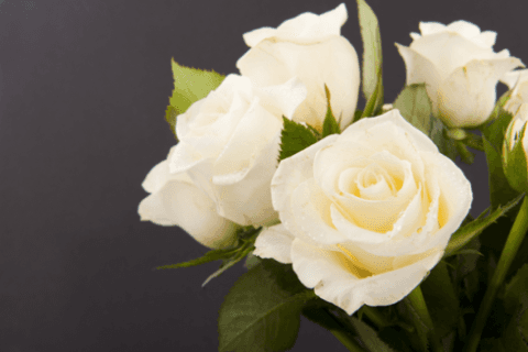 Rose bianche