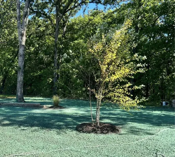 new tree installation springfield mo