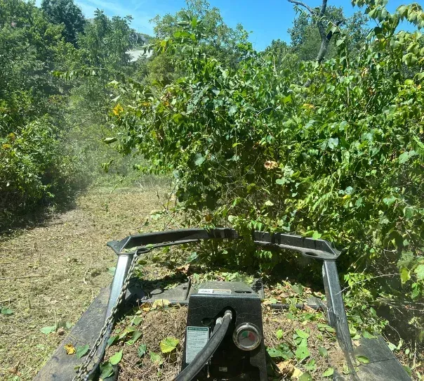 brush mowing in springfield mo