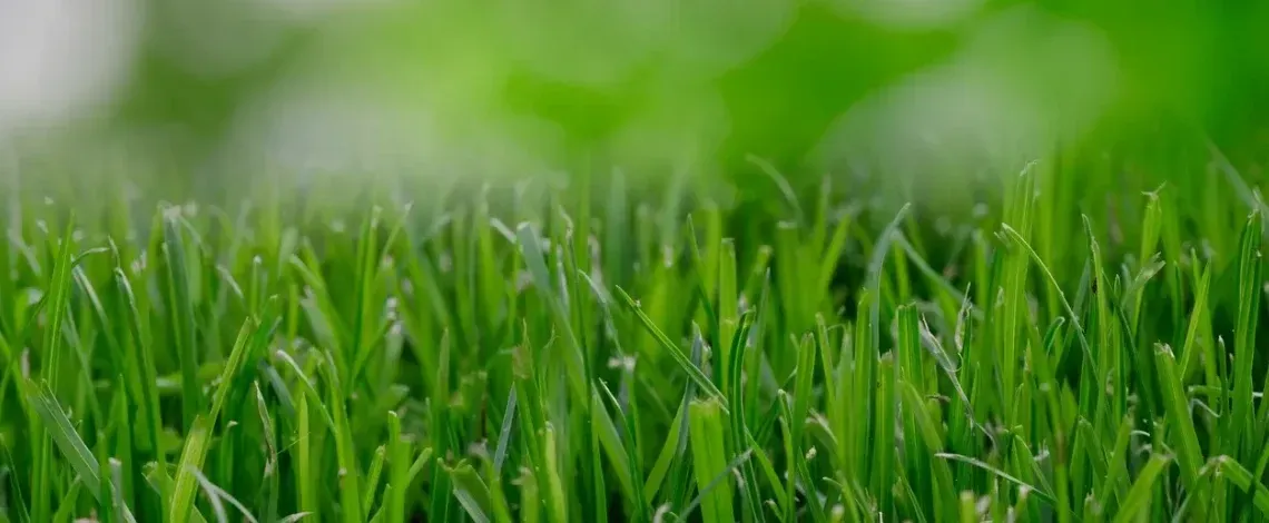 Spring is Coming – Why Now is the Perfect Time for Hydroseeding!
