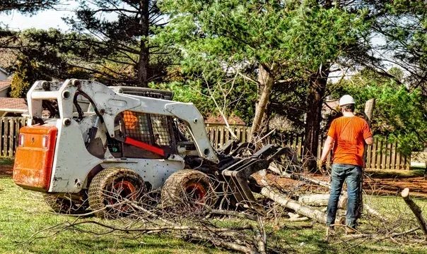 professional tree removal springfield mo