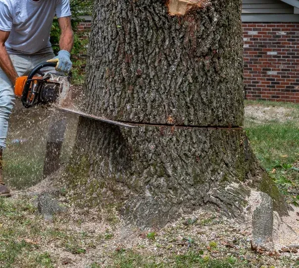 signs you need tree removal springfield mo