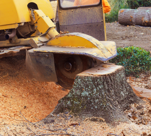 stump removal company springfield mo