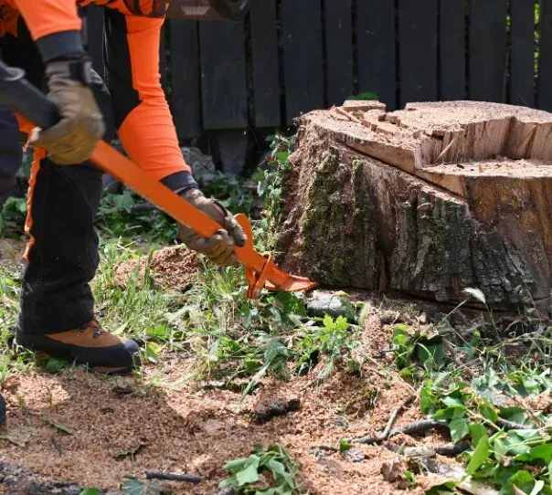 tree removal company near me springfield mo