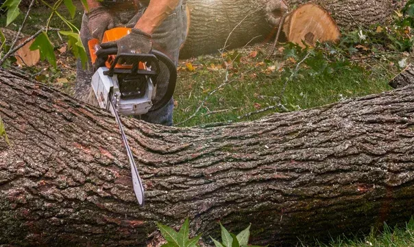 tree removal services springfield mo
