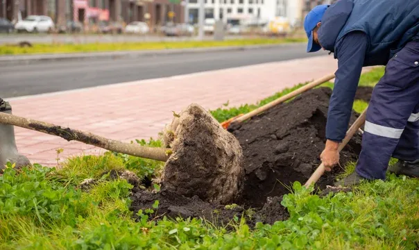 professional tree installation missouri