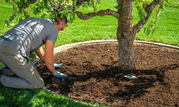 tree planting service springfield mo