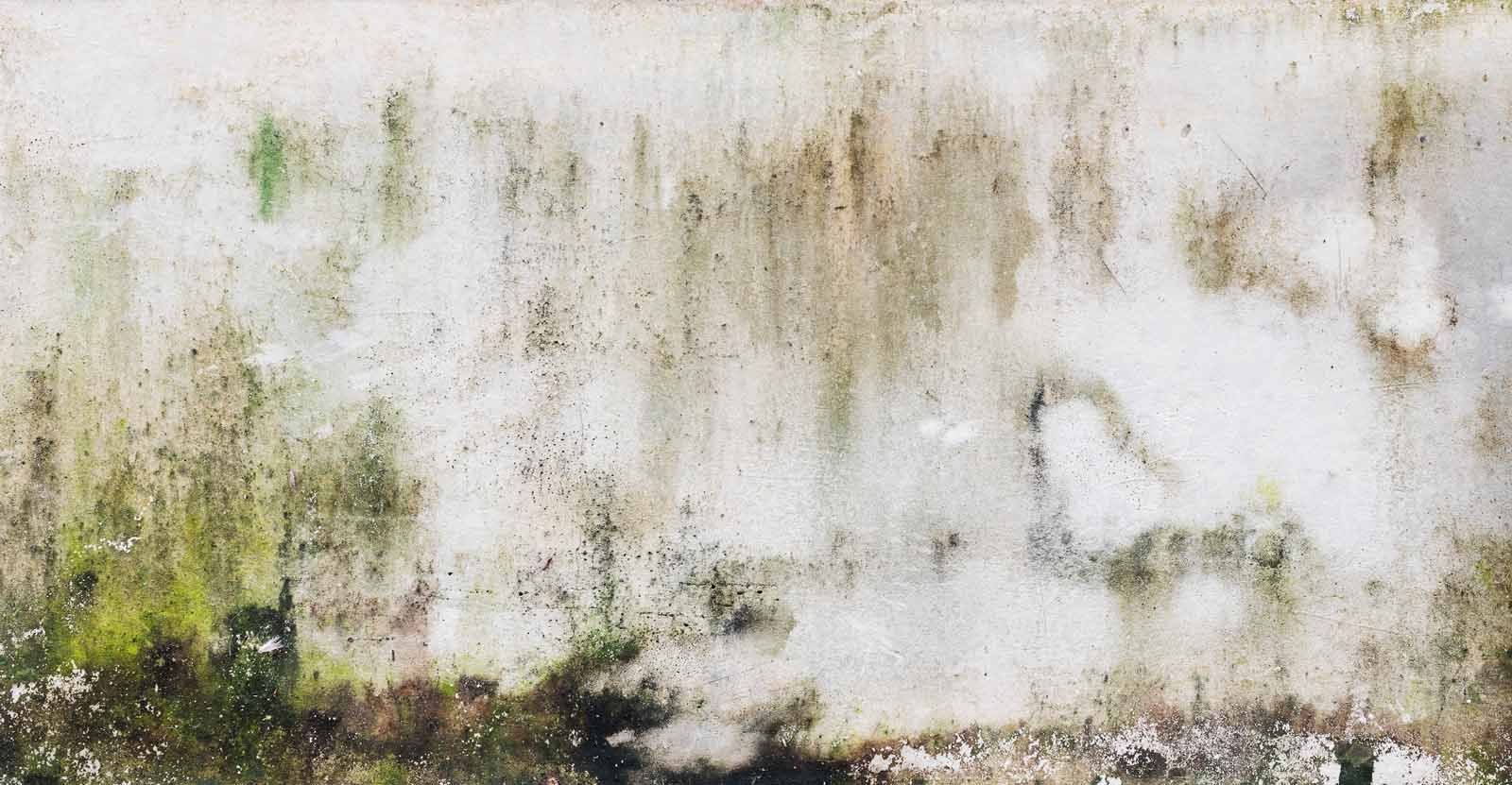 A close up of a white wall with moss growing on it.