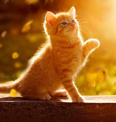 Cats Protection Lottery