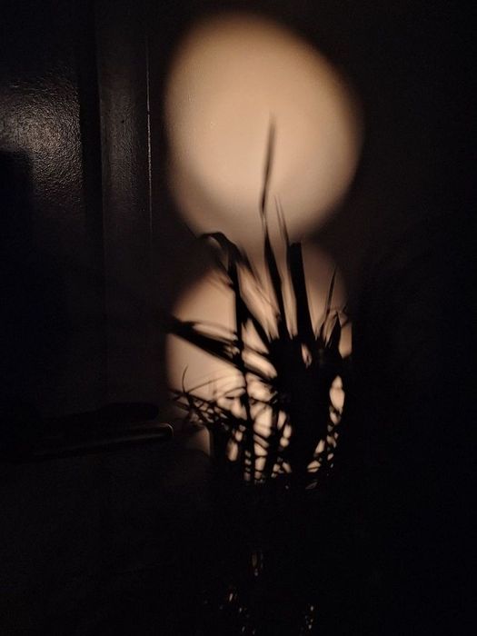 Silhouet van een plant tegen een warme, cirkelvormige lichtbron op een donkere achtergrond. Copyright: Vifons