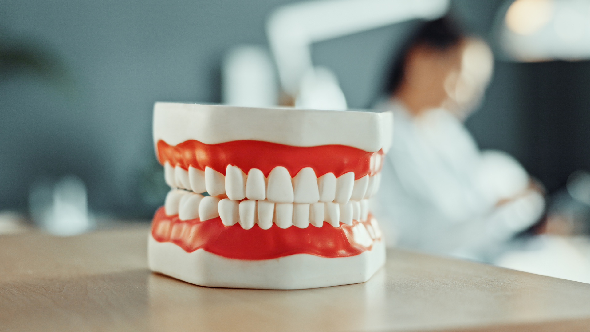 Dental model of open jaws with red gums on a table, blurred person in the background