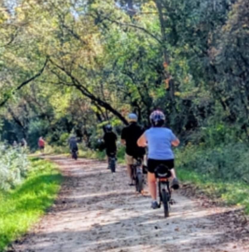 Cyclists riding along a sunlit forest trail