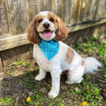 Small white-and-brown dog with a blue bandana sitting on grass, panting in front of a wooden fence