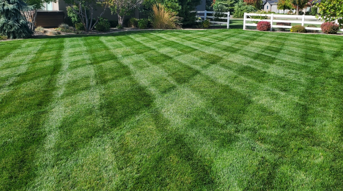 A lush green lawn with a white fence in the background.