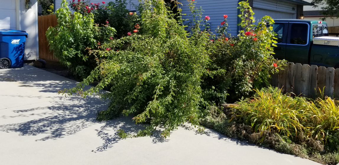 A tree is laying on the side of the road in front of a house.