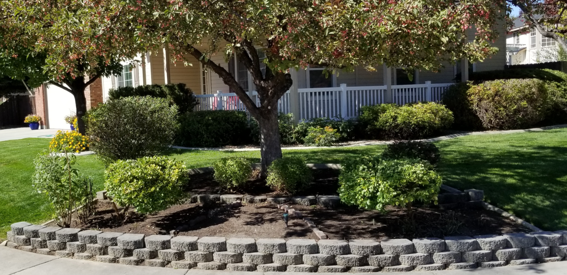 A tree in the middle of a lush green yard in front of a house.