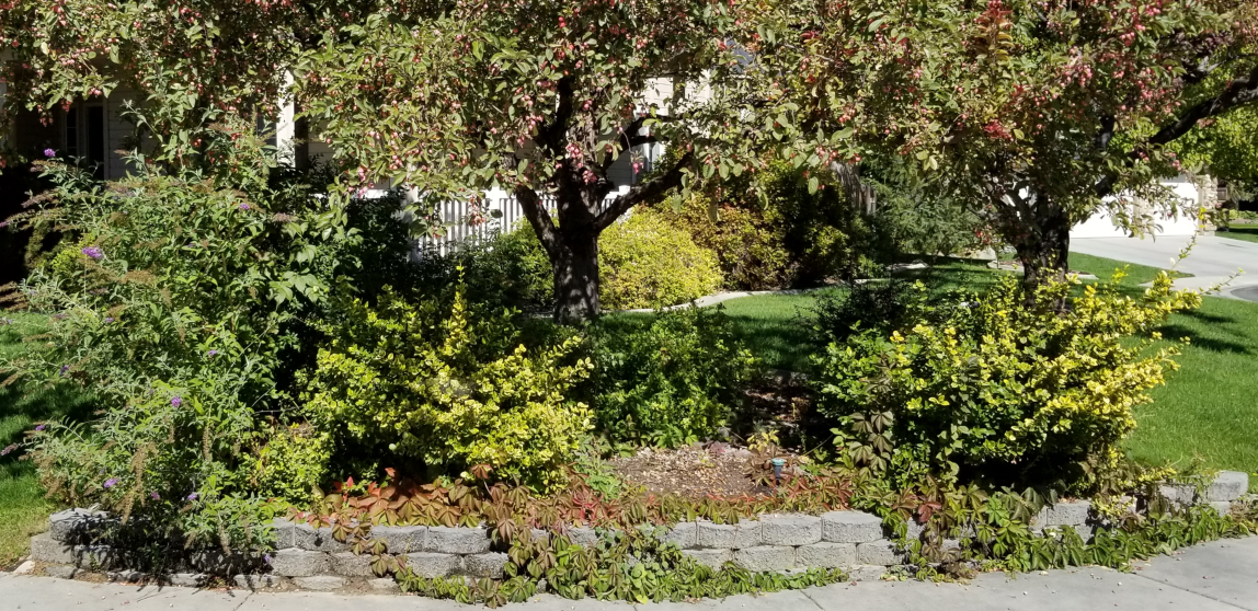 There is a tree in the middle of a lush green garden.