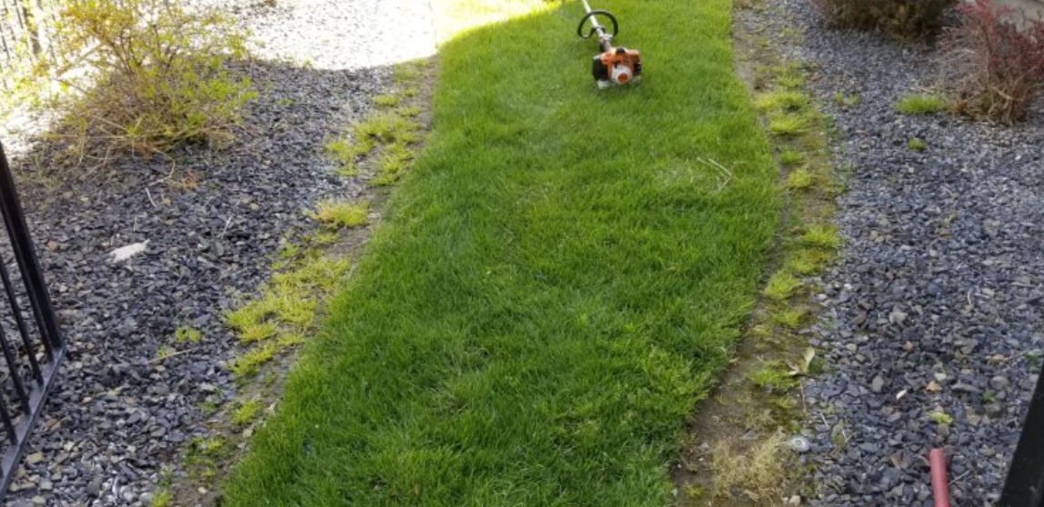 A person is using a lawn mower to cut the grass in a yard.